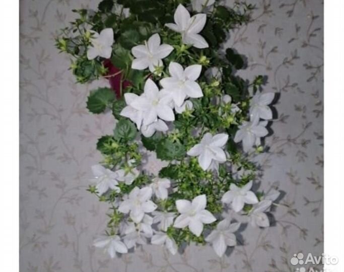 Кампанула