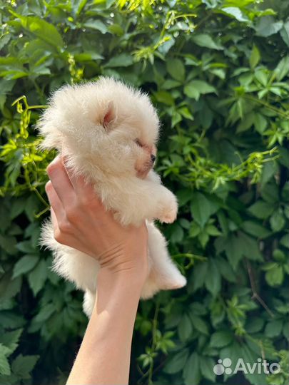 Помернаксий шпиц щенки Медвежьего типа