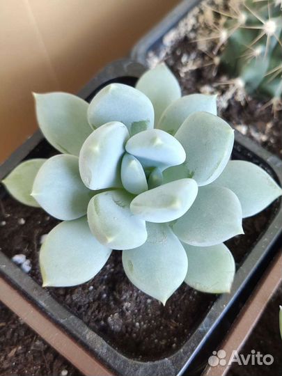 Суккуленты Эхеверия