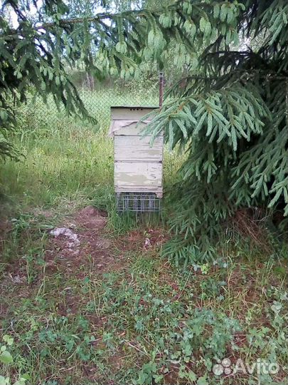 Другие животные