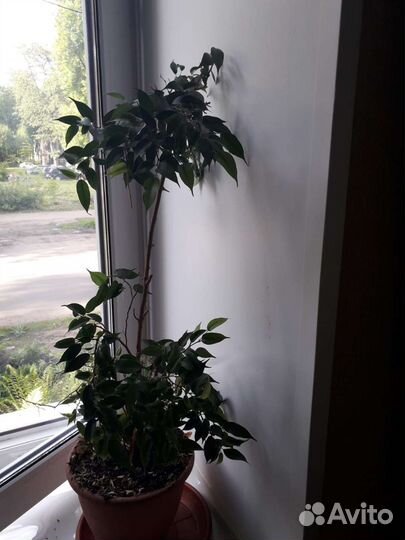Комнатные цветы фикус