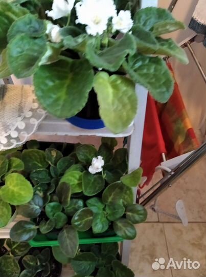 Фиалка в горшках