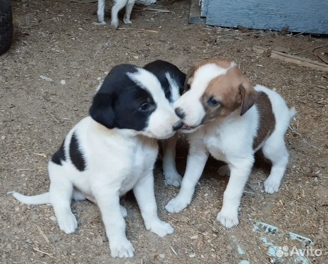 Продам щенков русской пегой гончей