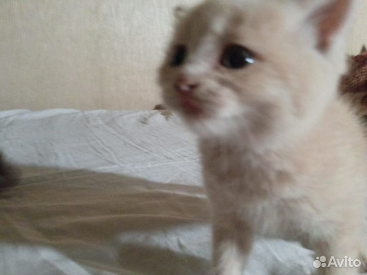 Домашние животные бесплатно