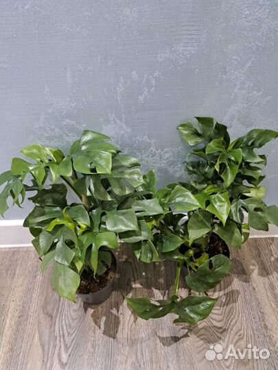 Рафидафора d12