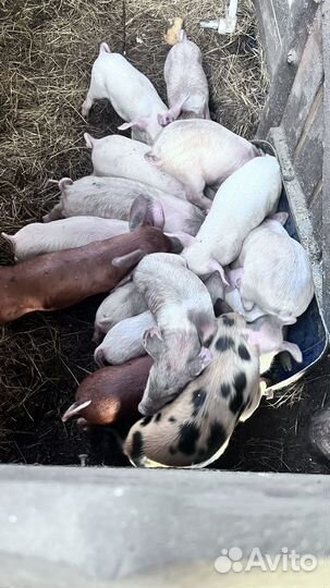 Поросята