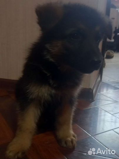 Щенки немецкой овчарки