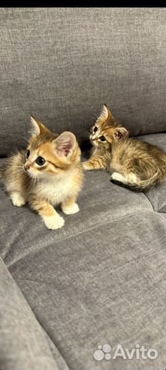 Котята 1,5 мес