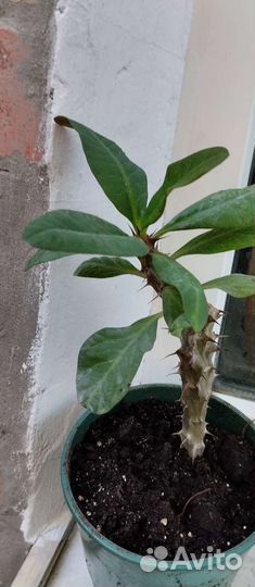 Молочай миля крупноцветковый