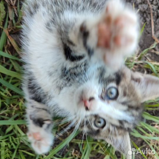 Котята от матери крысоловки