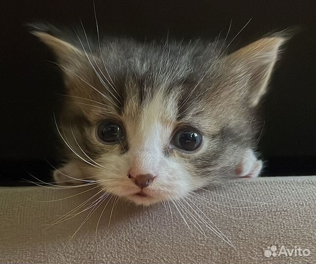 Кошки в добрые руки