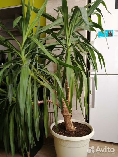 Пальма юкка