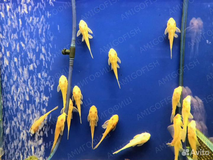 Плекостомус Альбинос (Hypostomus plecostomus)