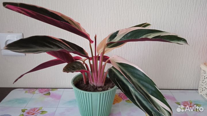 Строманта триколор