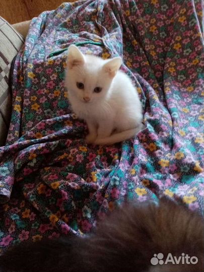 Продаются шотландские котята