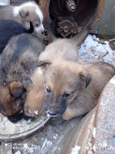 Отдам щенков в добрые руки бесплатно