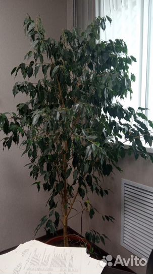 Фикус бенджамина большой