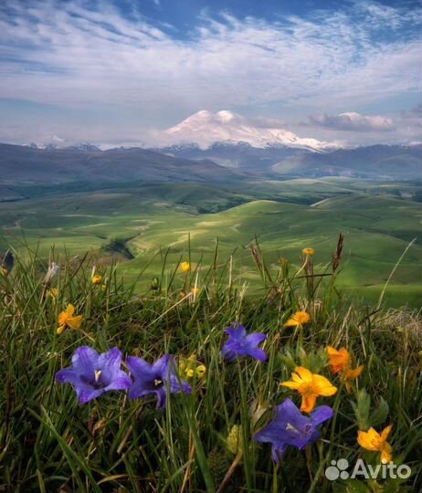 Горный чай травяной