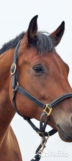 Домашние животные