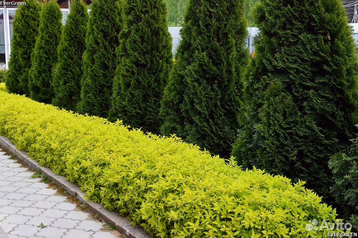 Туи из питомника