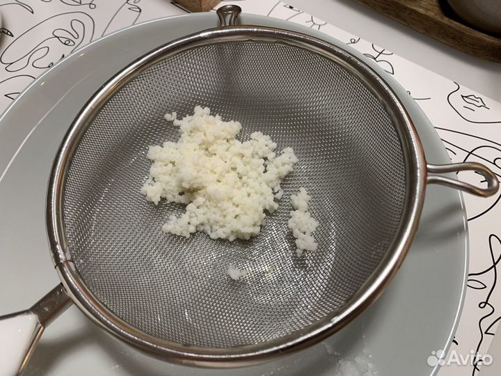 Кефирный (тибетский, молочный) гриб