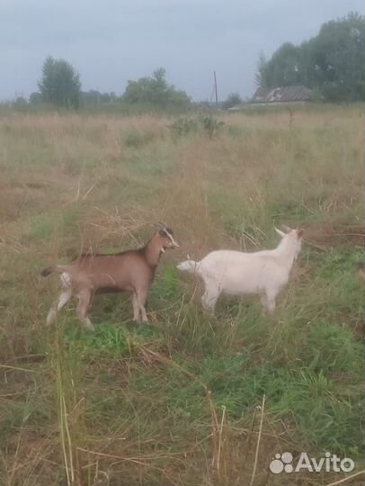 Чешские козлята