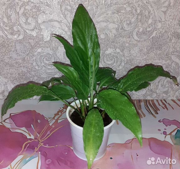 Спатифиллум