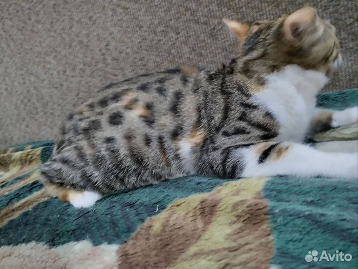 Котенок