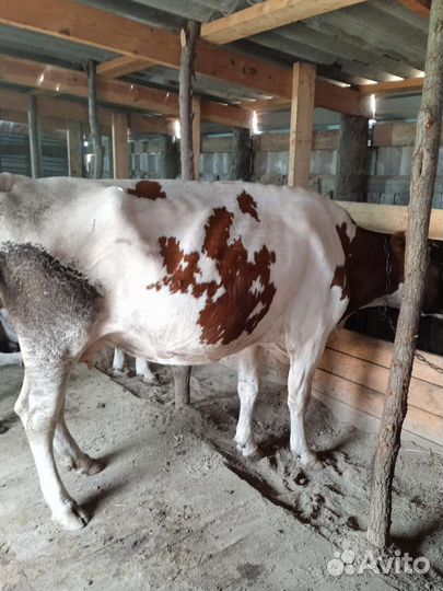 Корова дойная