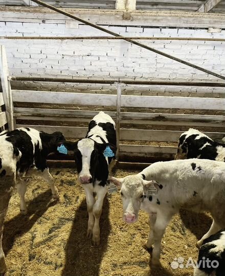 Бычки и телята