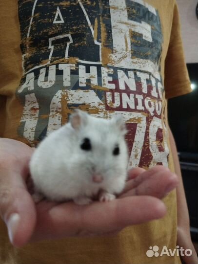 Джунгарский хомяк