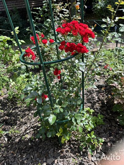 Роскошная роза с альковом