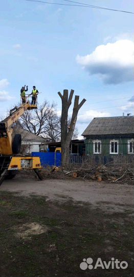 Спил деревьев с вывозом