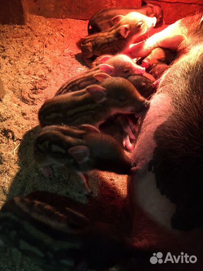 Поросята кармалы