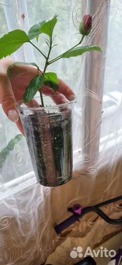 Гибискус красный махровый