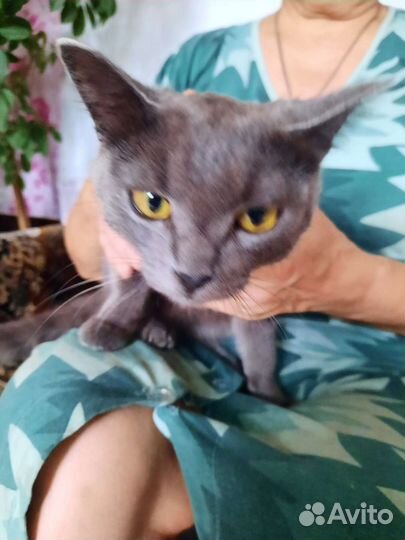 Британская