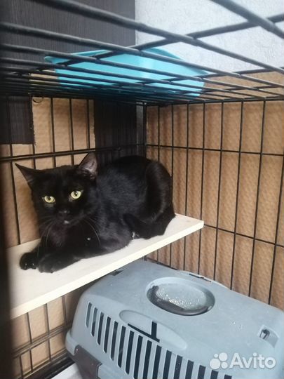 Шикарный чёрный кот в добрые руки