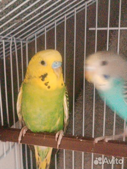 Продам волнистого попугая