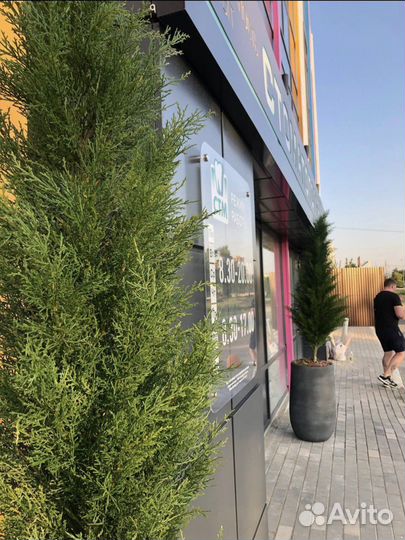 Туя искусственная /Оренбург/деревья в офис