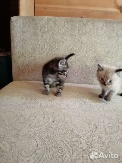 Шотландские котята