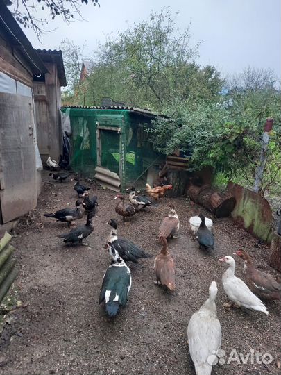 Домашние ути шипуны