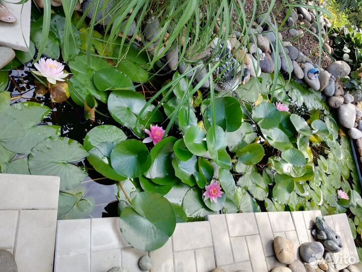 Нимфея или кувшинка, растение для прудов