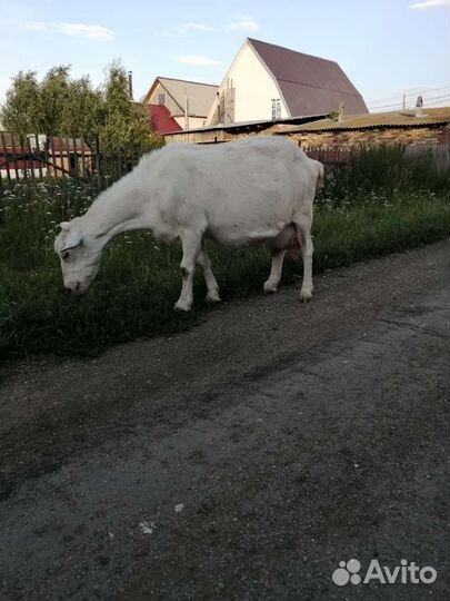 Зааненская дойная коза и козочка