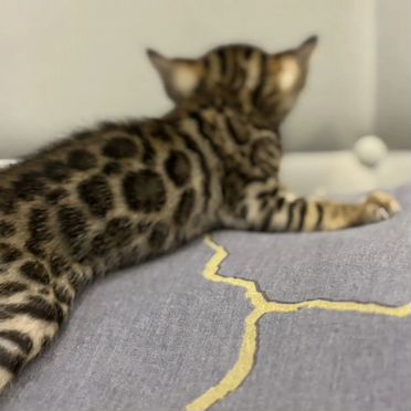 Бенгальский котёнок