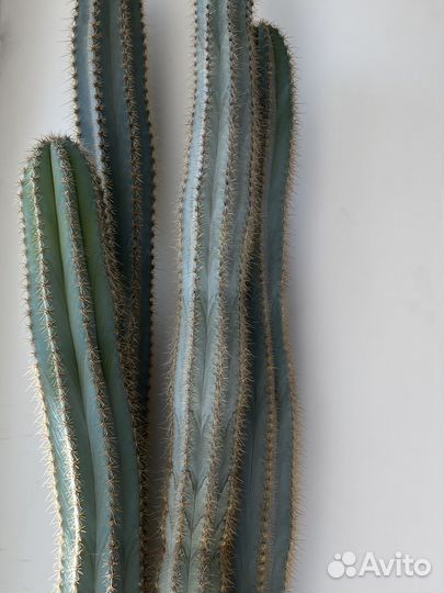 Кактус, 120 см (высота растения)