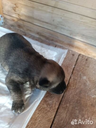 Щенки Американской акиты