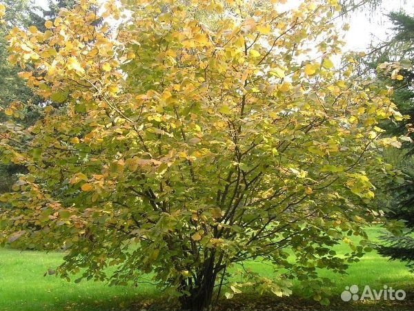 Саженцы лещины (орешник, фундук) трехлетние