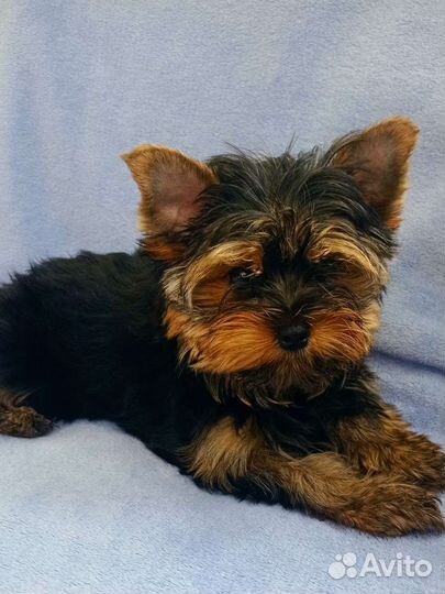 Очаровашки