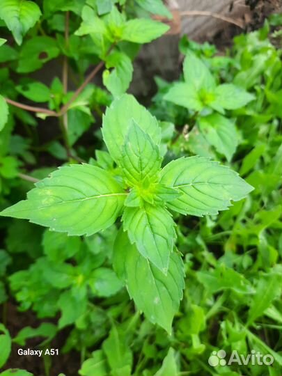 Мята и усма свежая