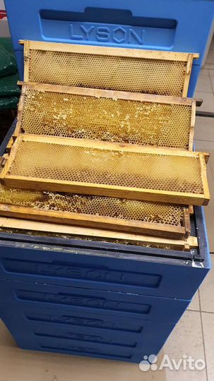 Сушь для пчел